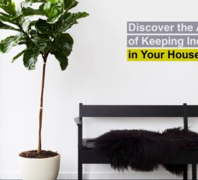 Discover the Advantages of Keeping Indoor Plants in Your House