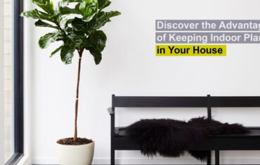 Discover the Advantages of Keeping Indoor Plants in Your House