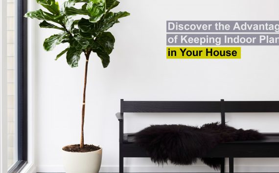 Discover the Advantages of Keeping Indoor Plants in Your House