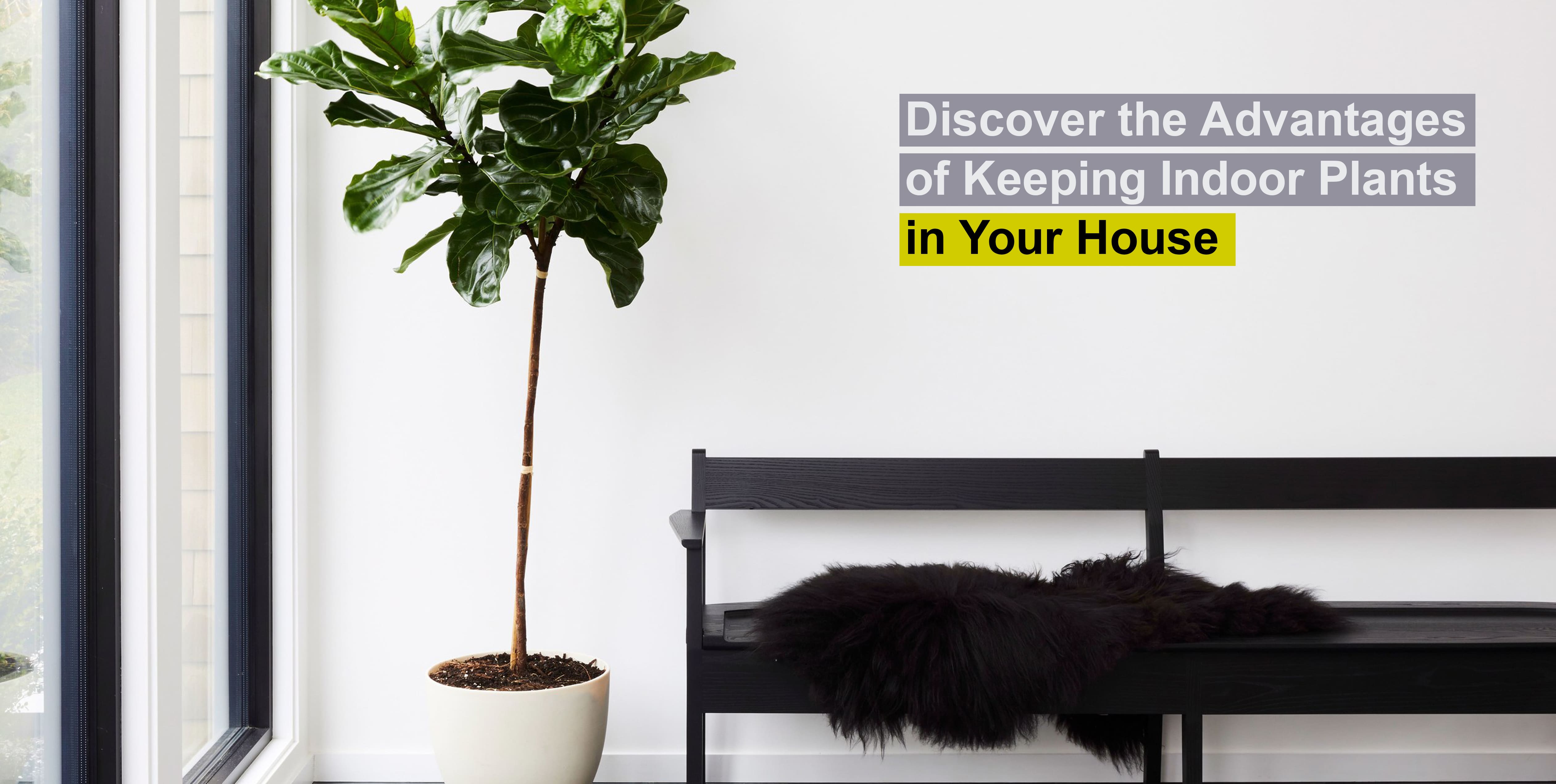 Discover the Advantages of Keeping Indoor Plants in Your House