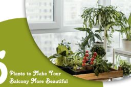 5 Plants to Make Your Balcony More Beautiful