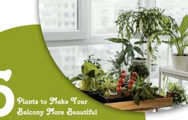 5 Plants to Make Your Balcony More Beautiful