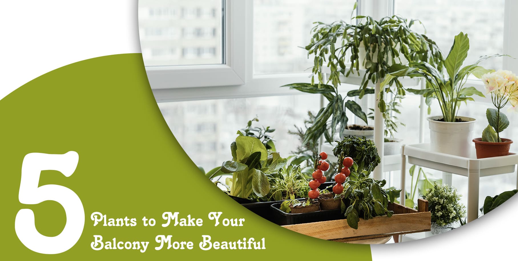 5 Plants to Make Your Balcony More Beautiful